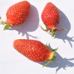 Strawberries 2015